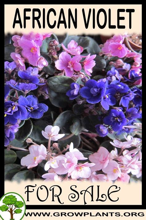 African Violet For Sale All Need To Know Before Buy This Plant Tips