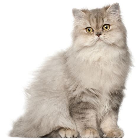 Persian Cat Breed Profile Personality Facts