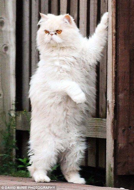 A Fluffy White Cat Standing On Its Hind Legs In Front Of A Wooden Fence