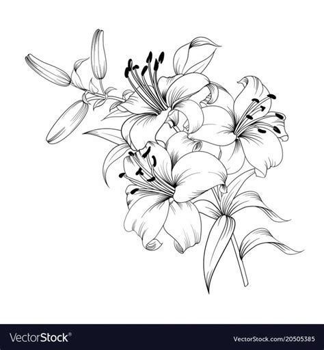 Great savings & free delivery / collection on many items. 14 Advantages Of Lily Flower Vector Black And White And ...