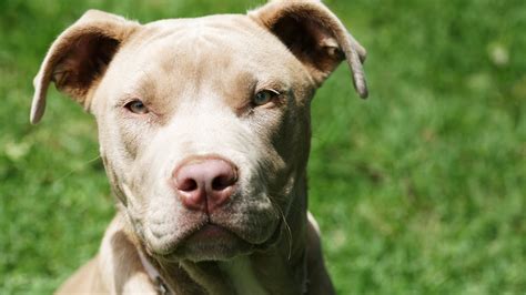 11 Reasons You Should Never Own A Pit Bull Youtube