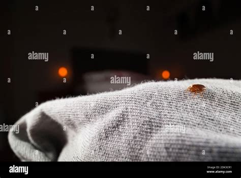 Common Bed Bug Cimex Lectularius On A Bed Stock Photo Alamy