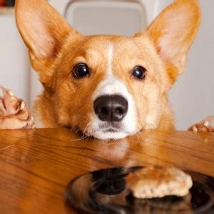 Raw potatoes found to be toxic for canines. Can Dogs Eat Potatoes? Yes but Raw Potatoes Are Toxic to Dogs
