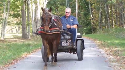 Rocky Mountain Horse Pulling Cart Youtube