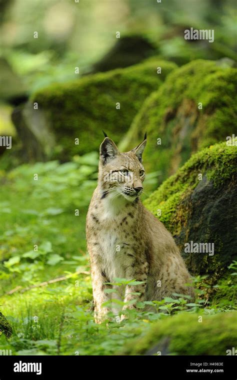 Eurasian Lynx Lynx Lynx Stock Photo Alamy