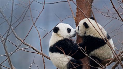 kissing pandas bing wallpaper download
