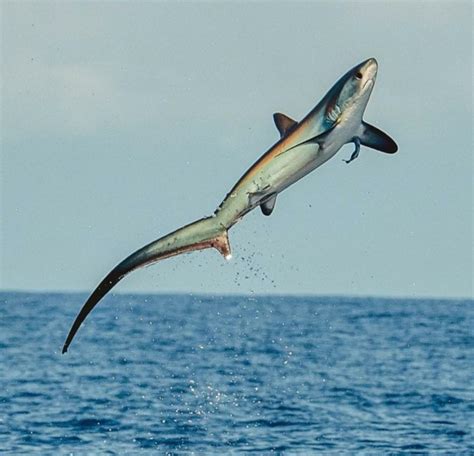 Breaching Iridescent Thresher Shark Mas International News