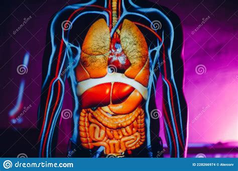 Human Anatomy Internal Organs On Man Body Stock Photo Image Of