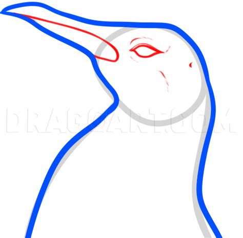 How To Draw A Penguin Head Coloring Page Trace Drawing