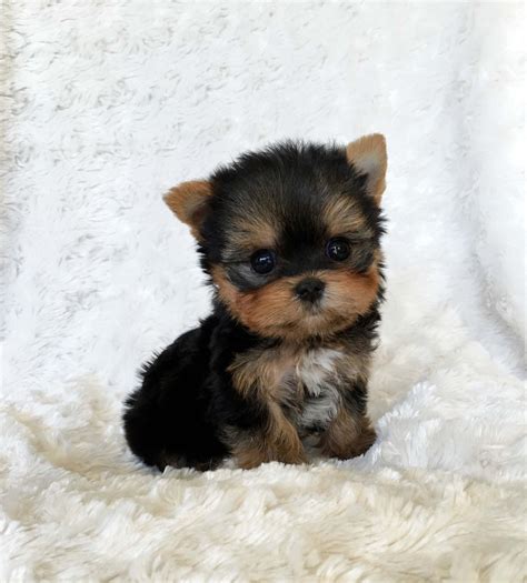 Micro Teacup Yorkshire Terrier Puppy California Breeder Iheartteacups