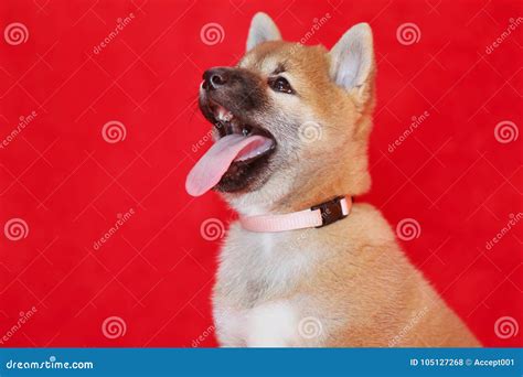 Purebred Akita Inu Puppy Sitting In Photo Atelier Stock Photo Image