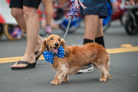 Parade Your Pet, Hollywood Style - Erie Reader