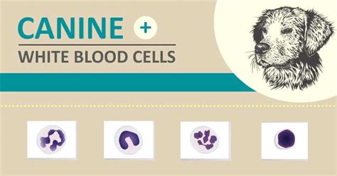 Canine White Blood Cells I Love Veterinary