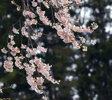 11 Most Brilliant Cherry Blossoms In Japan