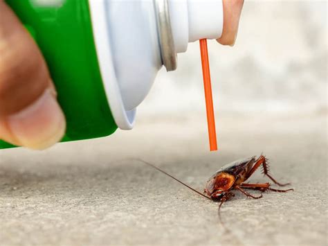 What Is The Difference Between Traditional And Green Pest Control