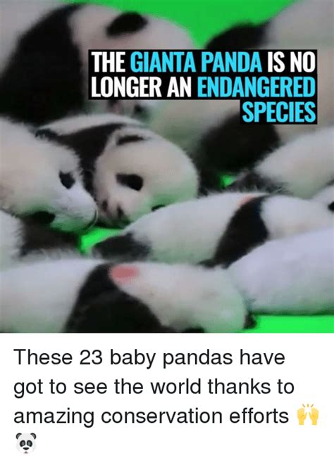 25 Best Memes About Baby Pandas Baby Pandas Memes