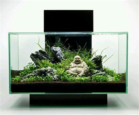 The Edge Fish Tank Set Up Fish Tank Terrarium Aquarium Terrarium