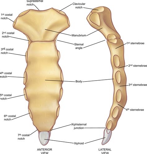 Sternum And Ribs Anatomy