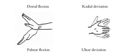 Illustration Of Dorsalpalmar Flexion And Ulnarradial Deviation Of