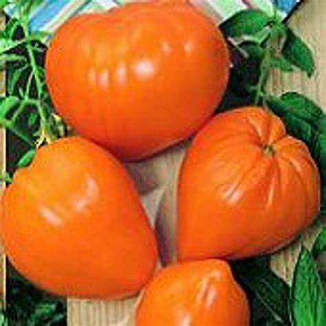 Orange Strawberry Tomato Seeds Etsy