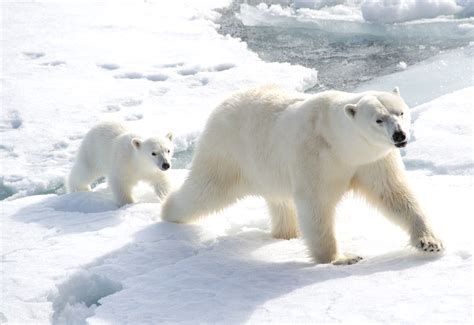 Polar Bears Can Efficiently Consume Energy While Walking