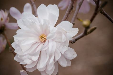 Centennial Blush Star Magnolia Plant Library Pahls Market Apple
