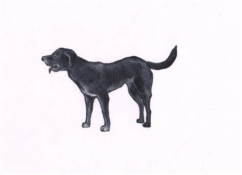 Original Pencil Drawing Of A Black Dog By North By Jimgriffithsart