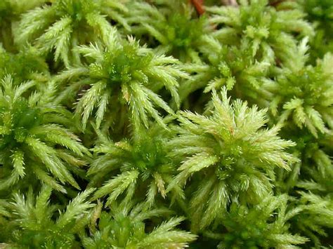 Plant Health Is Dry Sphagnum Moss Dead Gardening And Landscaping