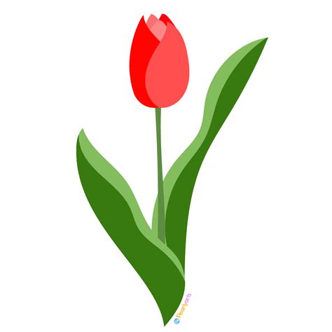 Free Red Tulip Clipart Royalty Free Pearly Arts