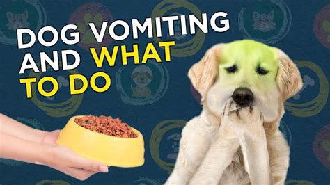 Dog Vomiting And What To Do Youtube
