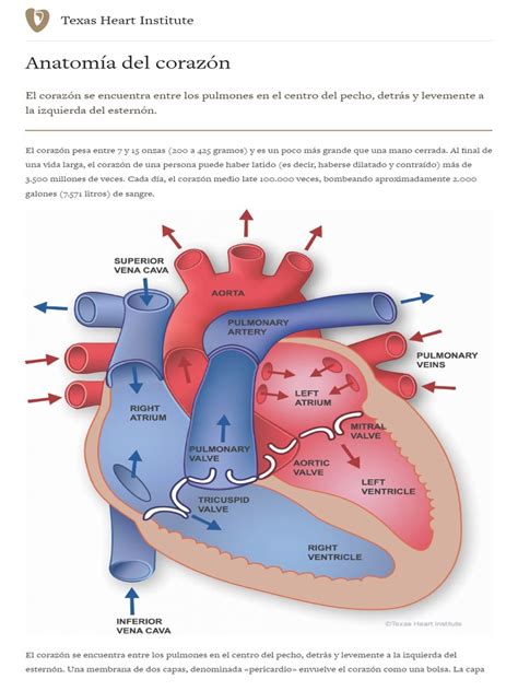 Salud Cardiovascular Anatomía Del Corazón Texas Heart Institute