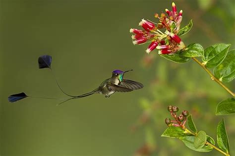 Marvelous Spatuletail Of All Hummingbirds Perhaps None Is More