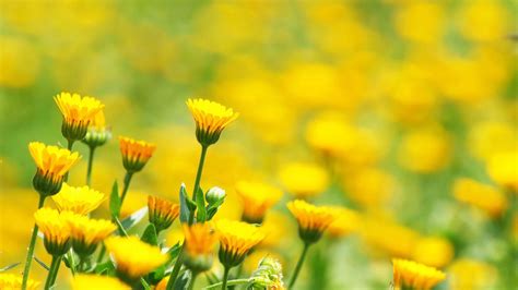 Download Wallpaper 1920x1080 Flowers Field Glare Blurred Background