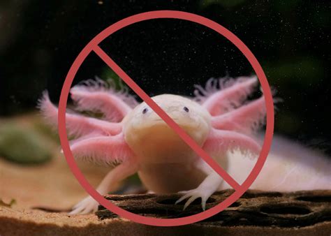 Why Are Axolotls Illegal To Own In Some States And Provinces