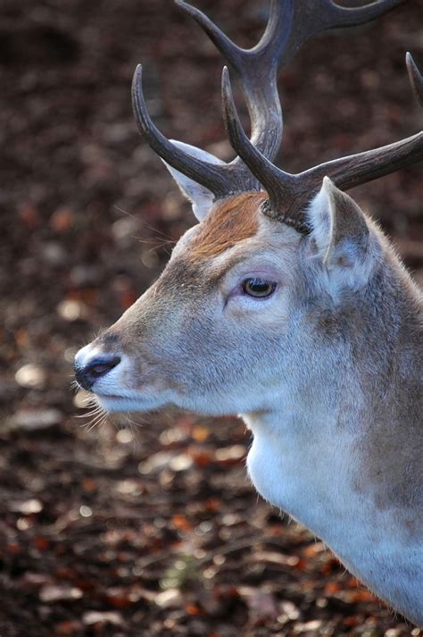 Fallow Deer Free Photo Download Freeimages