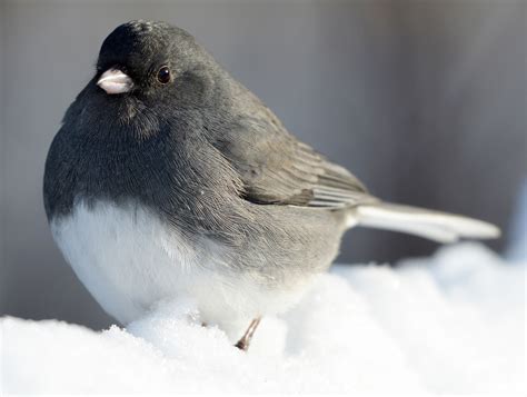 Juncos Are The Original Snowbirds Audubon