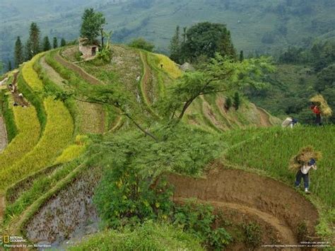 Free Rice Paddy25580 Wallpaper Download National