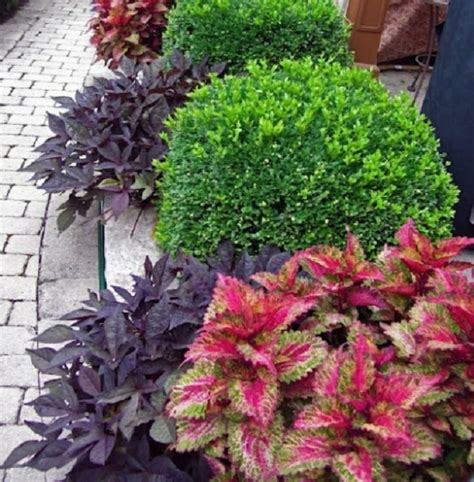 Follajes Imprescindibles Para El Buen Diseño De Jardines Plantas