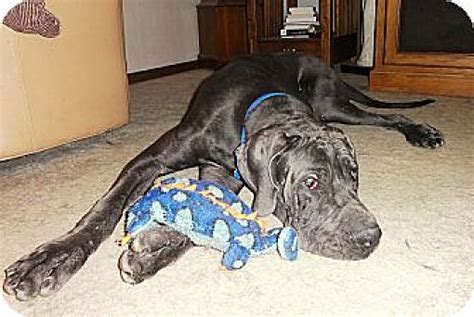 Sometimes referred to as the king of dogs, this extremely large dog breed is known for. Broomfield, CO - Great Dane. Meet Baby Blue a Pet for ...