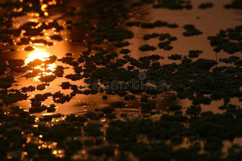 Beautiful Pond Water With Sunlight Reflection Stock Photo Stock Image