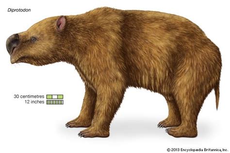 Diprotodon An Extinct Species Of Giant Wombat That Inhabited Australia