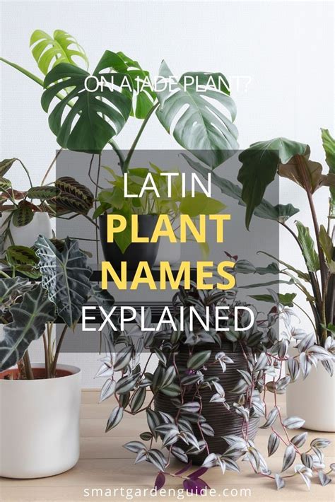 Latin Plant Names Explained Guide To Botanical Plant Names Smart
