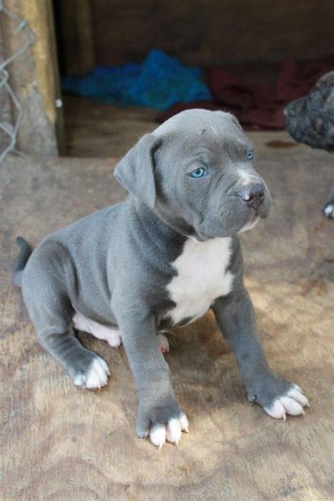 Are Those Not The Bluest Blue Eyes Ever Via Kaufmannspuppy Pit