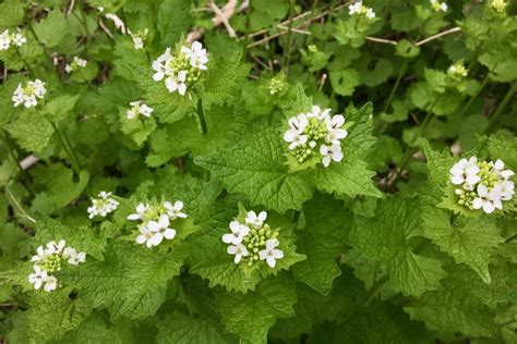 Wild Edible Recipe Garlic Mustard Pesto Seashore To Forest Floor