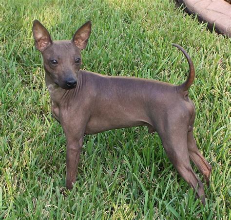 american hairless terrier luv  dogs