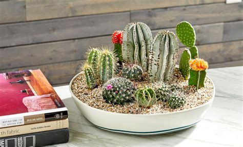 7 Beautiful Spiky Indoor Plants