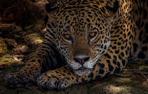Wallpaper Look Face Portrait Predator Paws Jaguar Wild Cat Images
