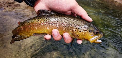 One Of The More Beautiful Brown Trout I Have Caught Recently Love The