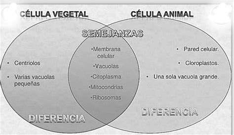 Diferencia Entre Celula Animal Y Vegetal Cuadros Comparativos Entre