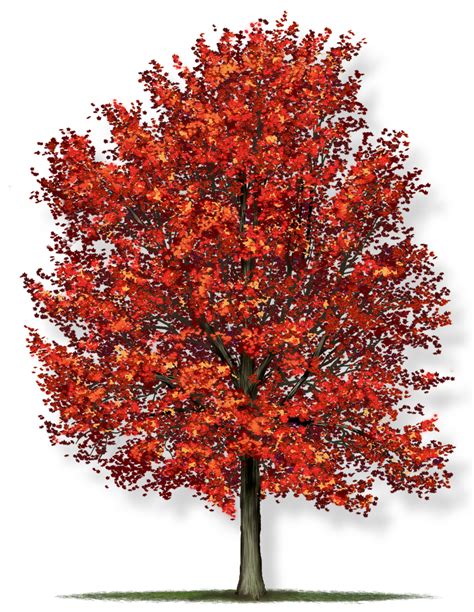 Red Maple Tree Montgomery
